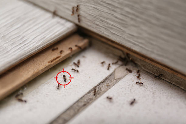 Best Mosquito Control Services  in Gloversville, NY