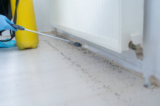 Best Termite Control Services  in Gloversville, NY